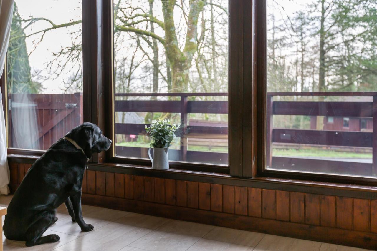 Bluebell Lodge 4 With Hot Tub Newton Stewart Zewnętrze zdjęcie